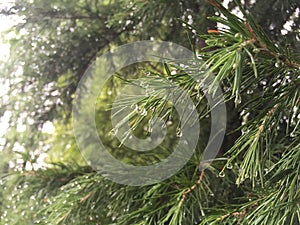 Dewdrop on Pine tree leaves