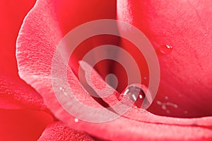 Dewdrop on pink rose