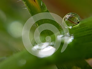 Dewdrop Reflections in the Grass