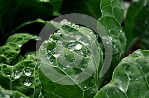 Dewdrop on savoy cabbage