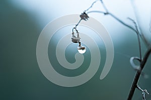 Dewdrop on seed