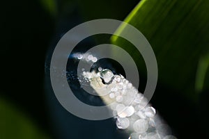 A Dewdrop on the surface of a leaf