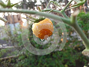 DEWDROP ON TOMATO