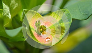 Dewdrop Tropical Plant Buds Stamen.