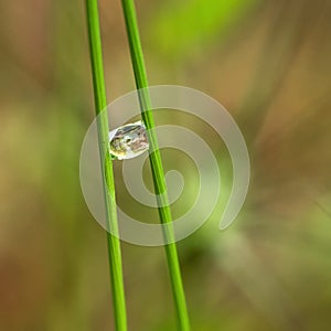 A dewdrop between two blades of grass on a green, blurred background.