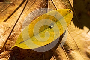Dewdrop on yellow autumn leaves
