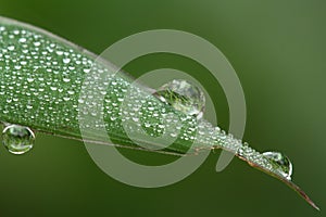 Dewdrops photo