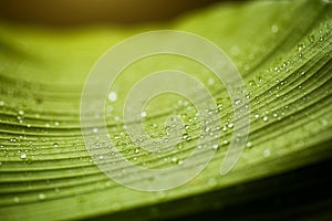 Dewdrops on a banana leaf.