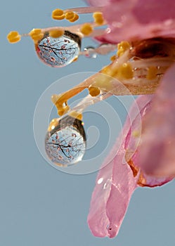 The dewdrops photo