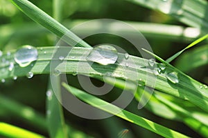 Dewdrops on grass