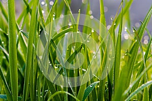 Dewdrops on grass