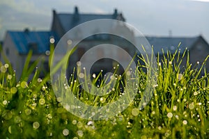 Dewdrops on grass