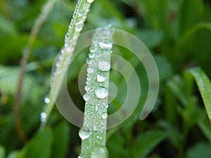 Dewdrops on grass