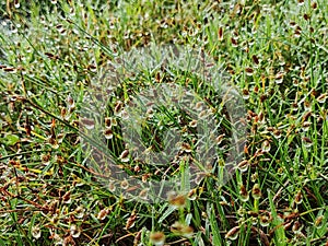 dewdrops on the grass field