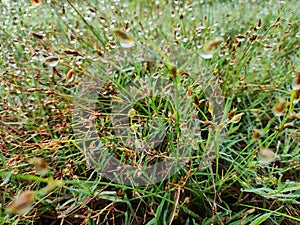 dewdrops on the grass field