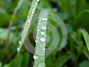 Dewdrops on grass photo
