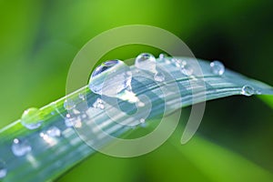 Dewdrops on grass photo