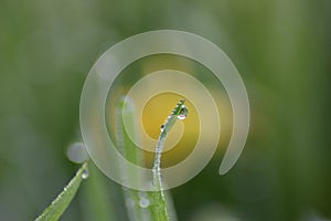 Dewdrops on the green grass
