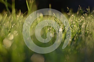 Dewdrops on the green grass