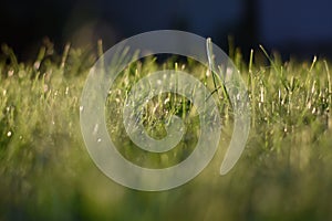 Dewdrops on the green grass