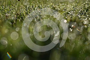 Dewdrops on the green grass