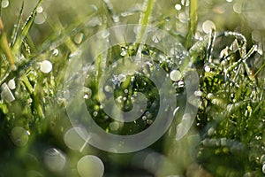 Dewdrops on the green grass