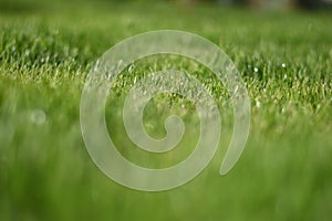 Dewdrops on the green grass