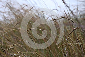 Dewdrops hanging on the culm or stems of grass plants. Background of focus or blurred Background photo