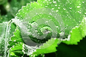 Dewdrops on leaves of lady's mantle