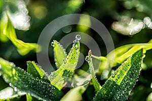 Dewdrops