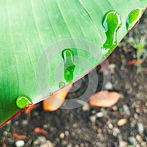 Dewdrops in the morning