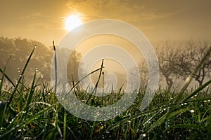 Dewdrops in the morning sun