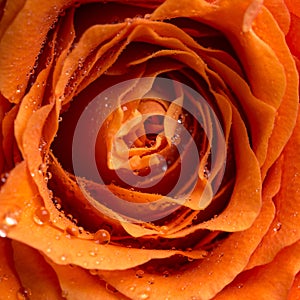 Dewdrops or raindrops on a rose