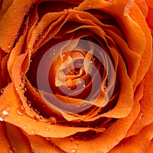 Dewdrops or raindrops on a rose photo