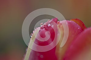 Dewdrops on a Red Tulip Bud