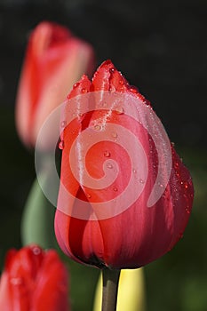 Dewdrops on a Red Tulip