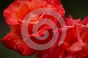 Dewdrops on a rose blossom