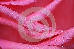 Dewdrops on Rose Petals