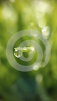 Dewdrops settle on blades of grass in a meadow early in the morning in summer