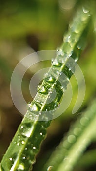 Dewdrops settle on blades of grass in a meadow early in the morning in summer