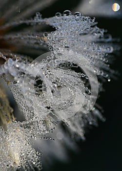 Dewdrops sparkling on a dandelion