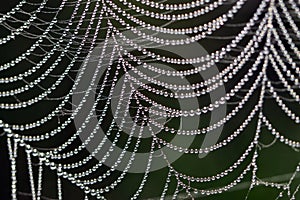 Dewdrops on spiderwebs