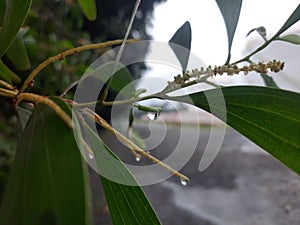 Dewdrops on tree trunks