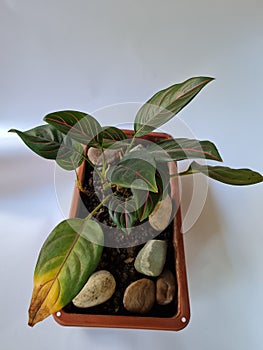 Dewi Sri ornamental plant, green leaves, red line combination