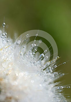 Dewily cactus