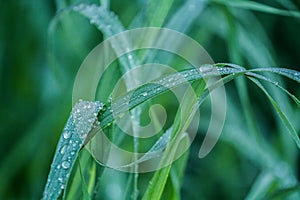 Dews on grass