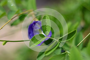 Dews on green leaves garden