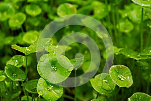 Dews on the leaf of Miner`s lettuce, Indian lettuce, spring beauty, Claytonia perfoliata