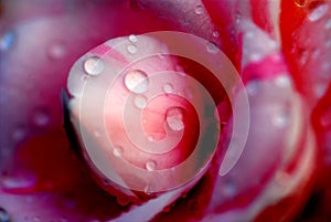 Dews on the petal of camellia