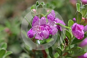 Dews purple flowers garden